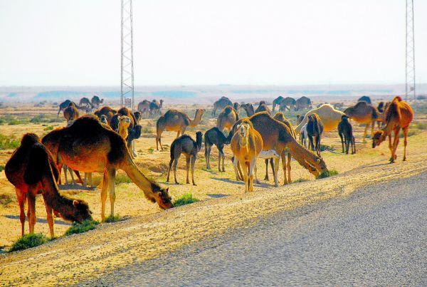 5423-吐澤郊區-野放的駱駝.JPG