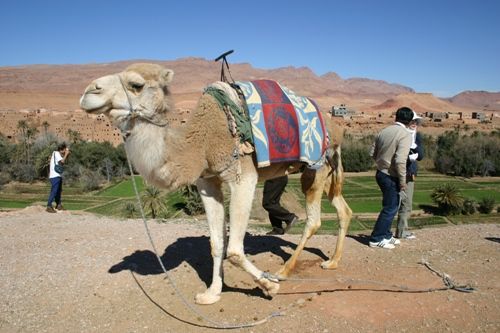 Camel Racing 307.jpg