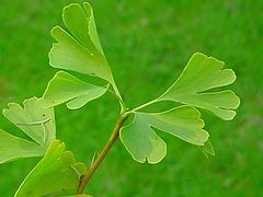 240px-Gingko-Blaetter.jpg