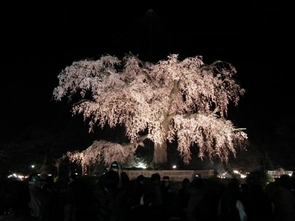 201104日本朋友寄來的櫻花 (8).JPG